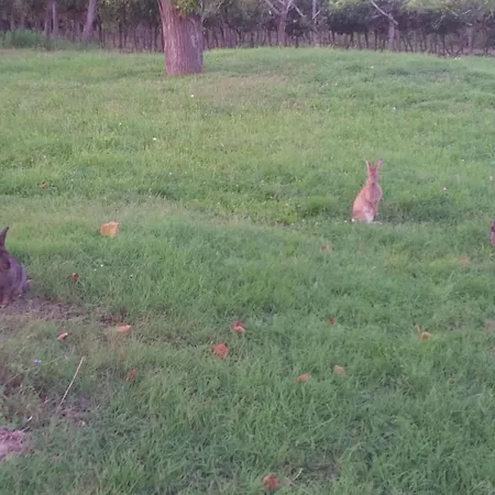 Apartmán Mit Balkon By Interhome